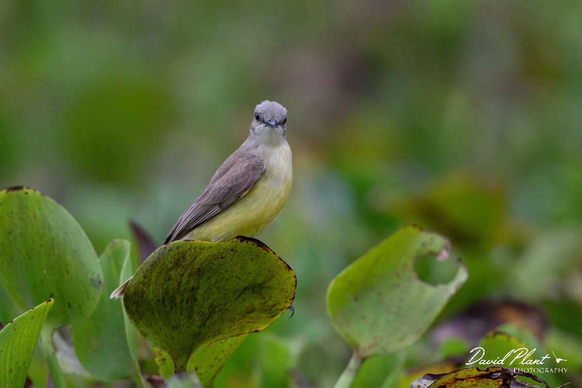 DPPhotography - Pantanal - Cattle tyrant - M.jpg - Cattle tyrant - Rio Sararé, Pantanal, Brazil