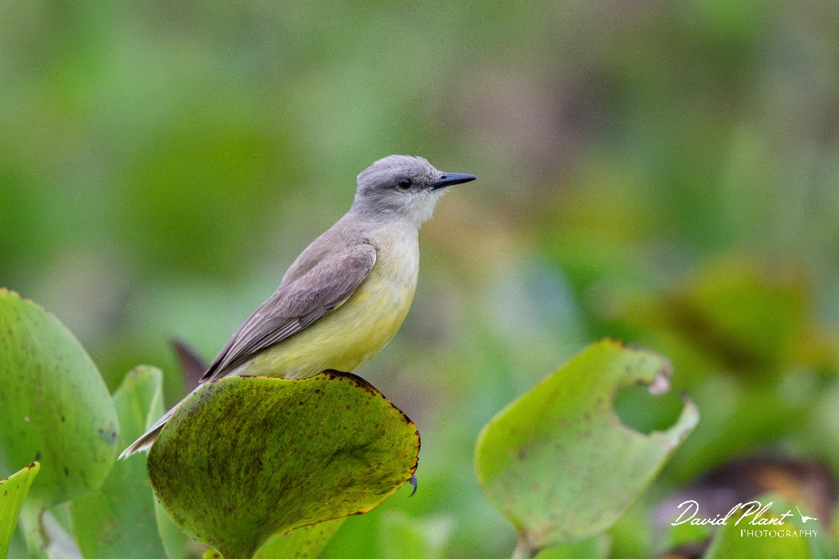 DPPhotography - Pantanal - Cattle tyrant - N.jpg - Cattle tyrant - Rio Sararé, Pantanal, Brazil