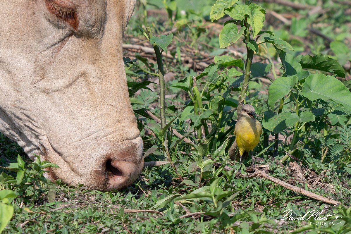 DPPhotography - Pantanal - Cattle tyrant - O.jpg - Cattle tyrant - Transpantaneira, Brazil