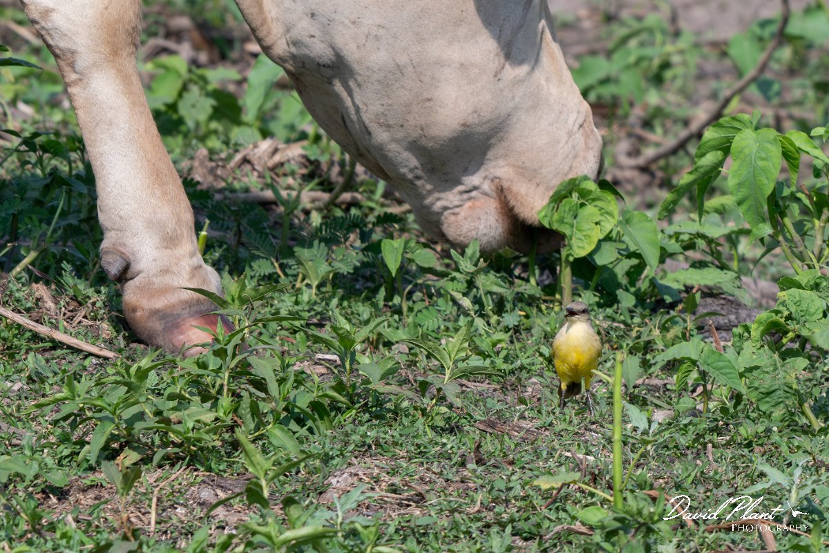 DPPhotography - Pantanal - Cattle tyrant - P.jpg - Cattle tyrant - Transpantaneira, Brazil