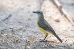 DPPhotography - Pantanal - Cattle tyrant - A