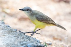 DPPhotography - Pantanal - Cattle tyrant - B