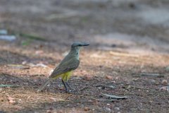 DPPhotography - Pantanal - Cattle tyrant - C