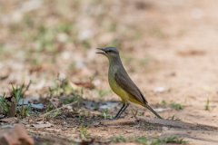DPPhotography - Pantanal - Cattle tyrant - D