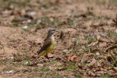 DPPhotography - Pantanal - Cattle tyrant - E