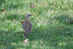 DPPhotography - Pantanal - Cattle tyrant - F
