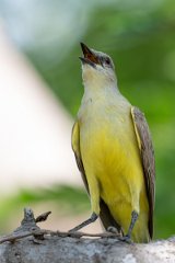 DPPhotography - Pantanal - Cattle tyrant - I