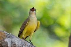 DPPhotography - Pantanal - Cattle tyrant - L