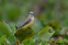 DPPhotography - Pantanal - Cattle tyrant - M