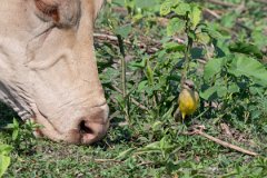 DPPhotography - Pantanal - Cattle tyrant - O