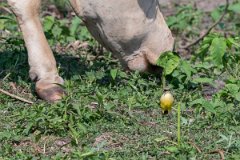 DPPhotography - Pantanal - Cattle tyrant - P