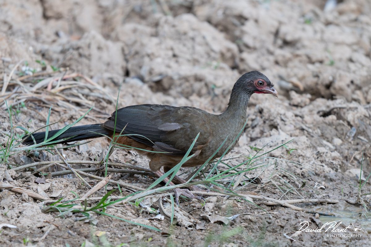 DPPhotography - Pantanal - Chaco chachalaca - B.jpg - Chaco chachalaca - Pantanal, Brazil