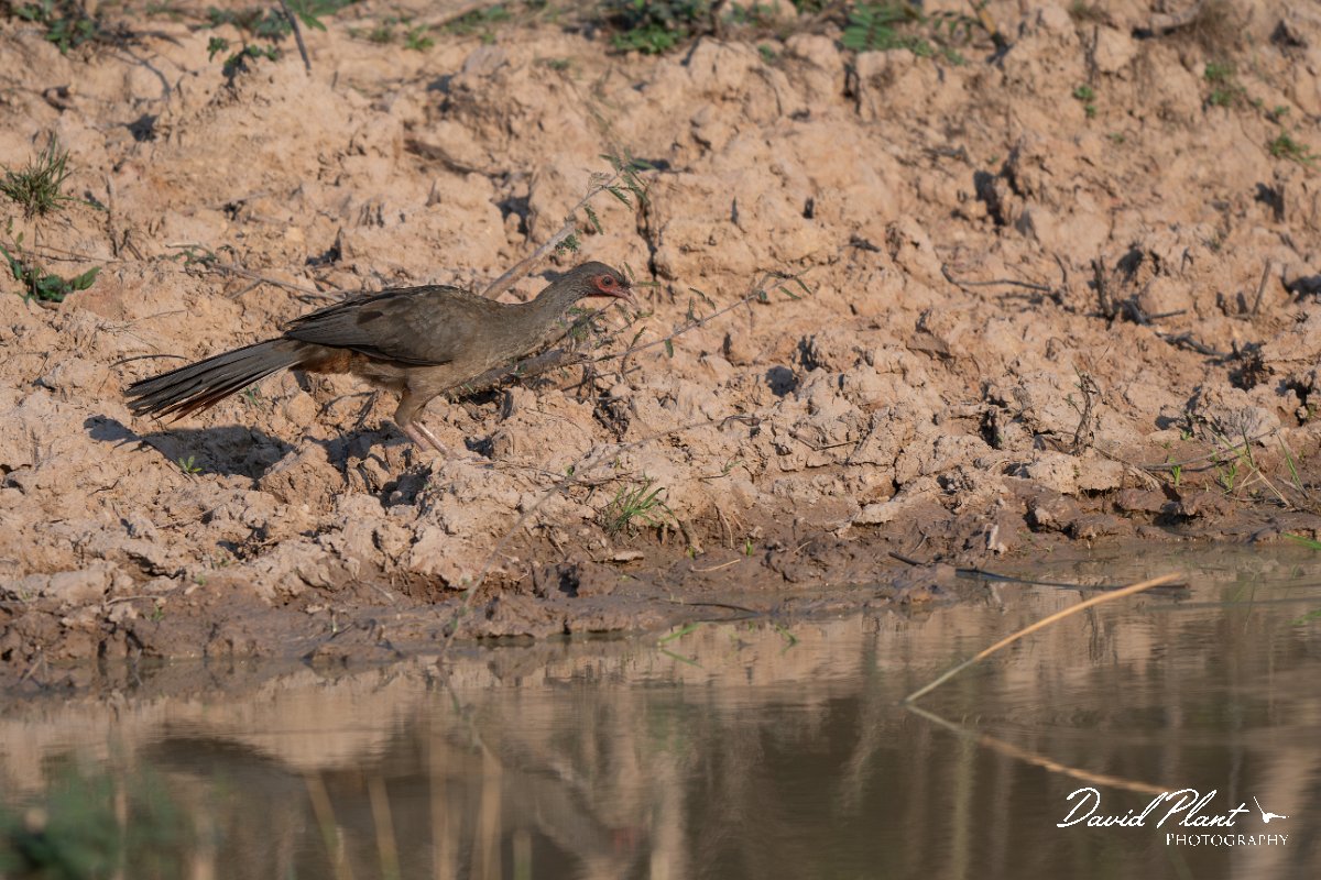 DPPhotography - Pantanal - Chaco chachalaca - C.jpg - Chaco chachalaca - Pantanal, Brazil