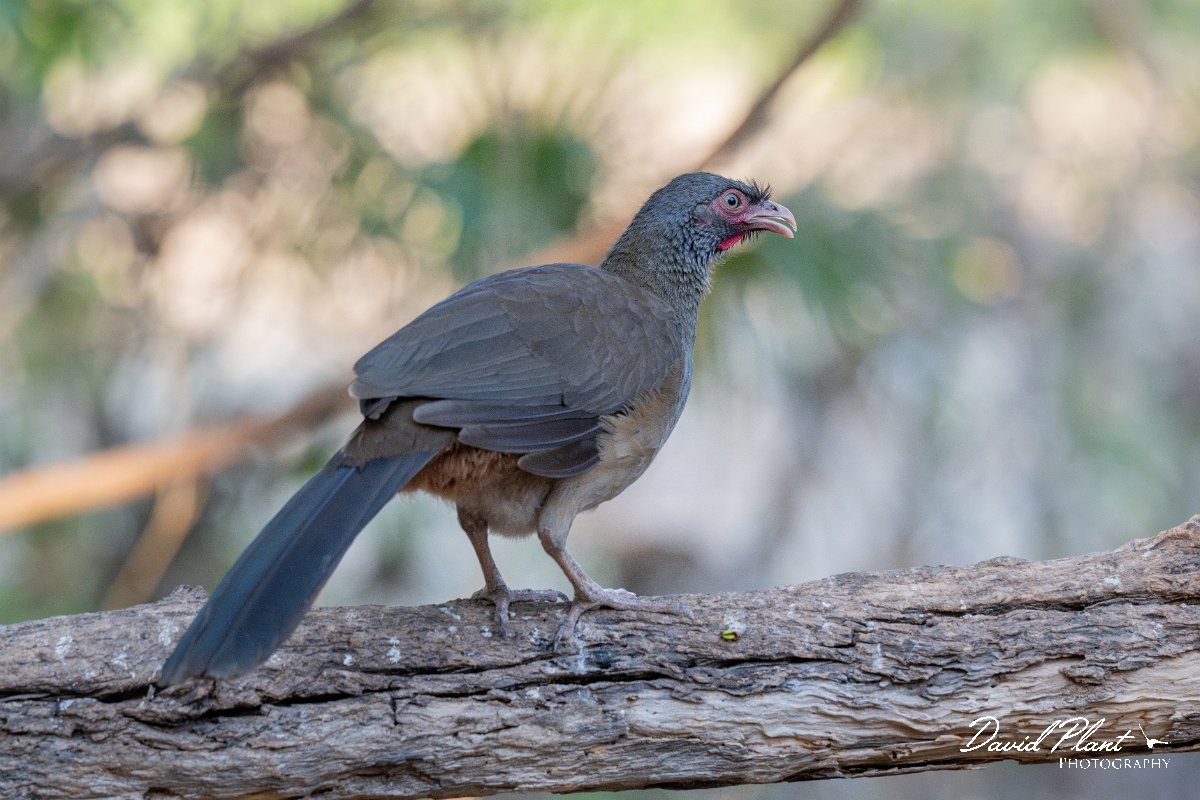 DPPhotography - Pantanal - Chaco chachalaca - D.jpg - Chaco chachalaca - Pantanal, Brazil