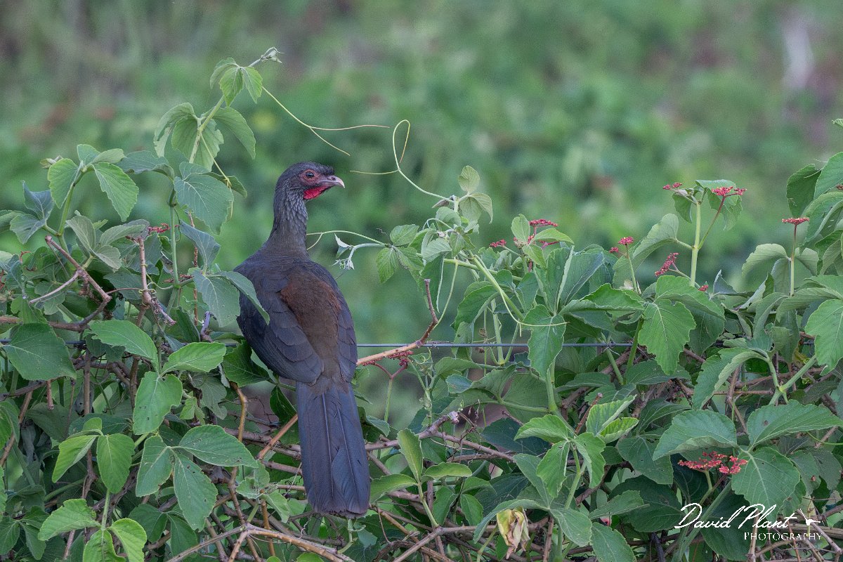 DPPhotography - Pantanal - Chaco chachalaca - F.jpg - Chaco chachalaca - Transpantaneira, Brazil