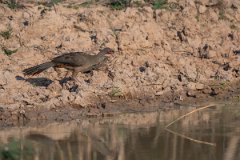 DPPhotography - Pantanal - Chaco chachalaca - C