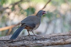 DPPhotography - Pantanal - Chaco chachalaca - D