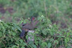 DPPhotography - Pantanal - Chaco chachalaca - E