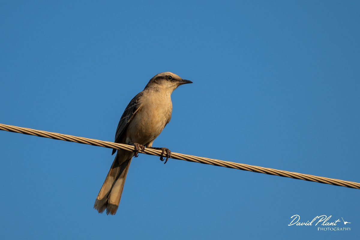 DPPhotography - Pantanal - Chalk-browed mockingbird - A.jpg - Chalk-browed mockingbird - Transpantaneira, Brazil