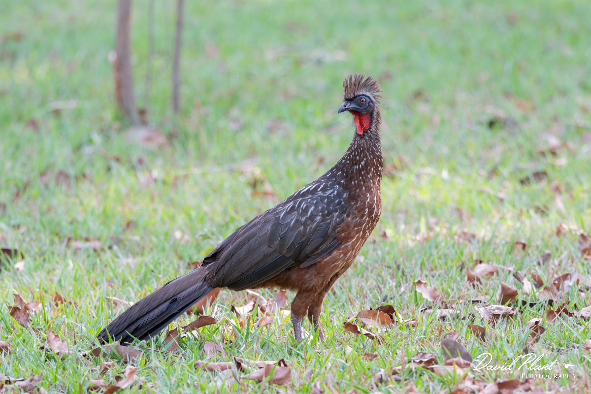 DPPhotography - Pantanal - Chestnut-bellied guan - B.jpg - Chestnut-bellied guan - Pantanal, Brazil