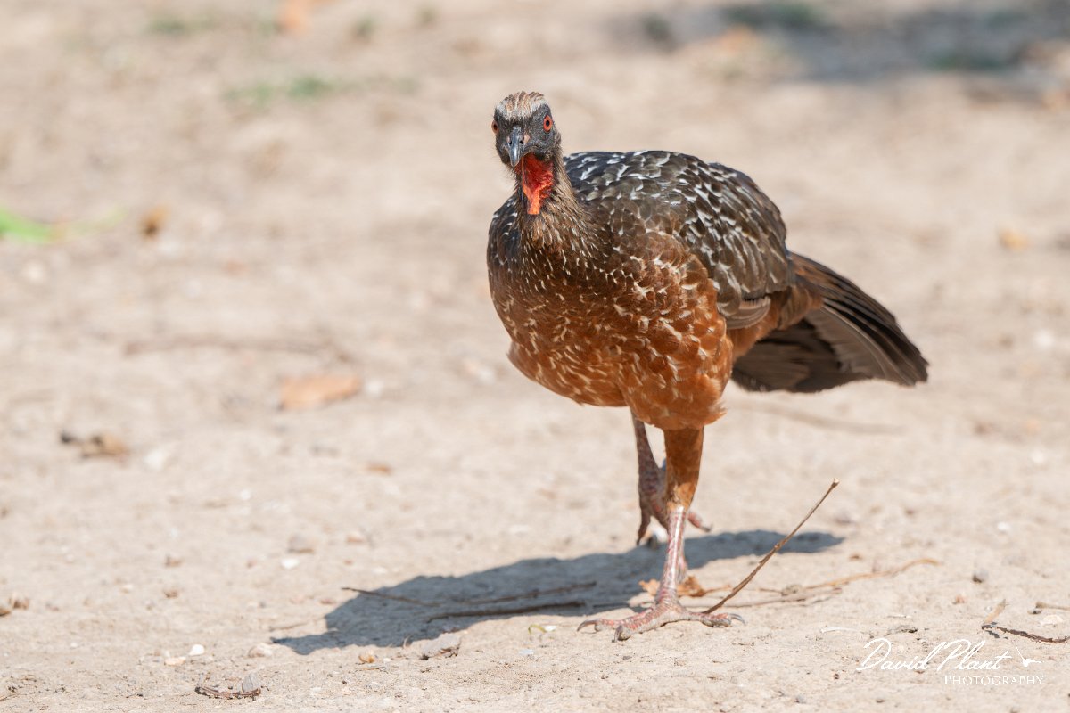 DPPhotography - Pantanal - Chestnut-bellied guan - D.jpg - Chestnut-bellied guan - Pantanal, Brazil