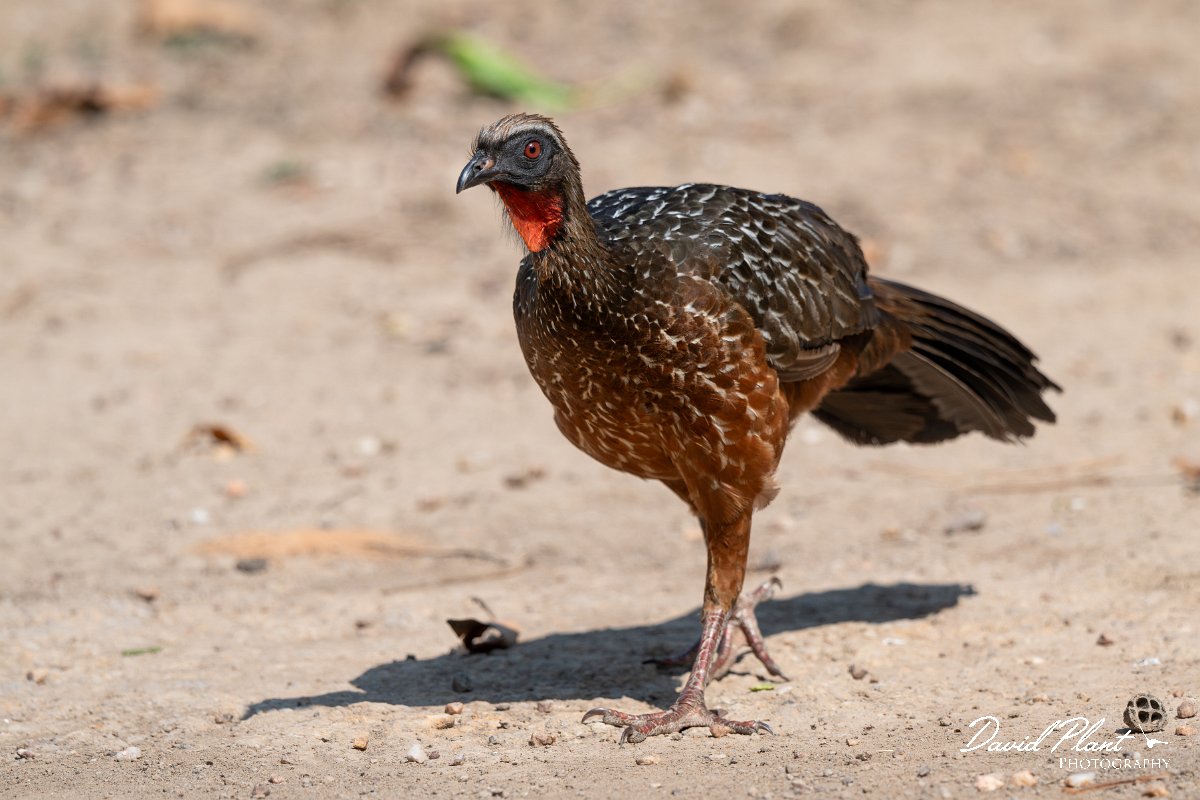 DPPhotography - Pantanal - Chestnut-bellied guan - E.jpg - Chestnut-bellied guan - Pantanal, Brazil