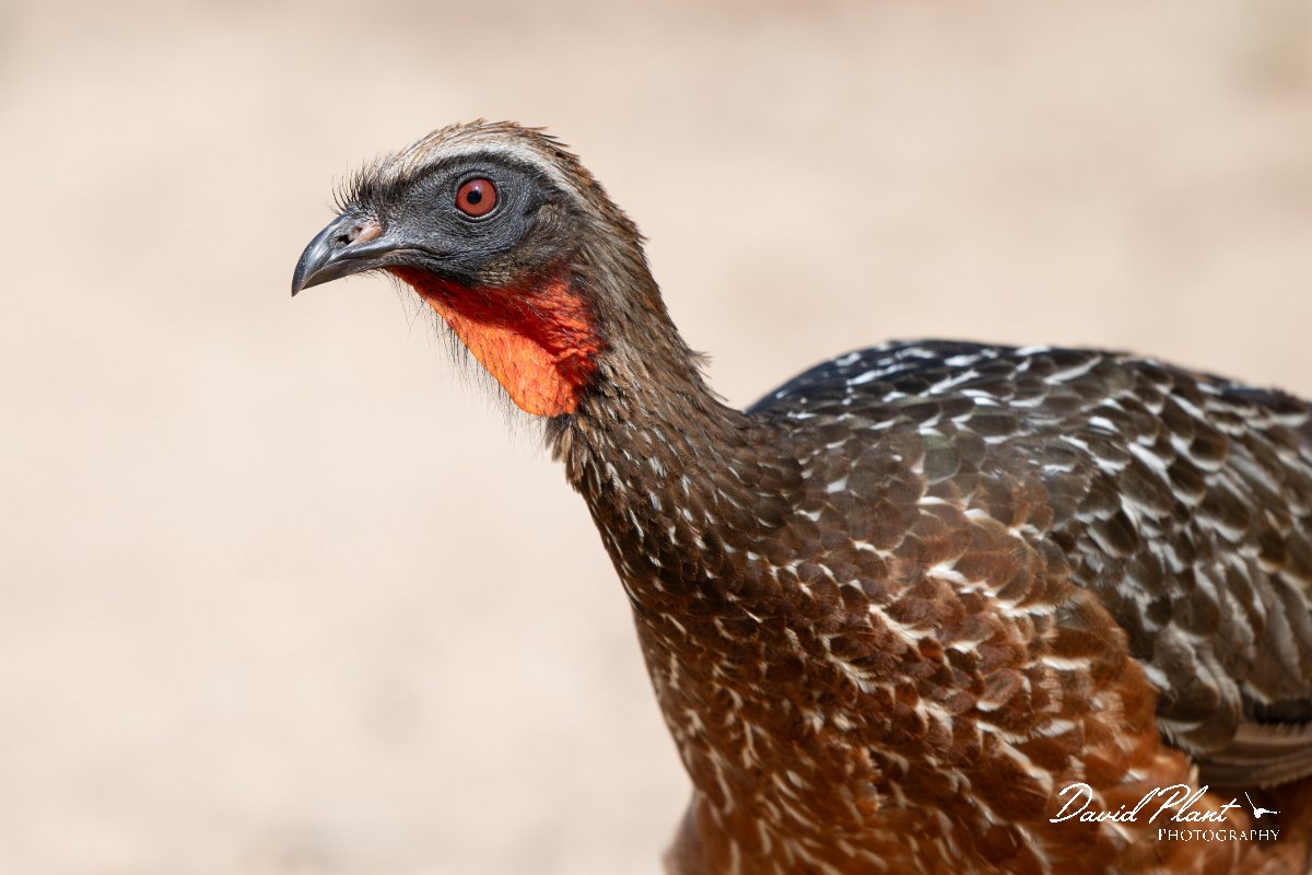 DPPhotography - Pantanal - Chestnut-bellied guan - F.jpg - v