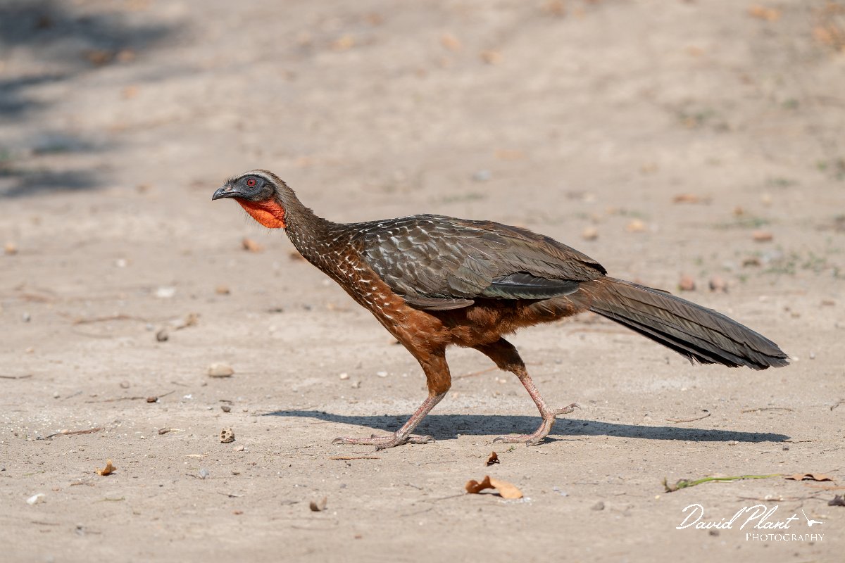 DPPhotography - Pantanal - Chestnut-bellied guan - G.jpg - Chestnut-bellied guan - Pantanal, Brazil