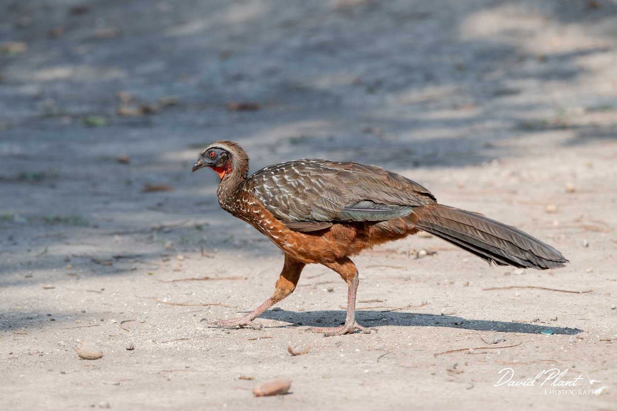 DPPhotography - Pantanal - Chestnut-bellied guan - H.jpg - Chestnut-bellied guan - Pantanal, Brazil