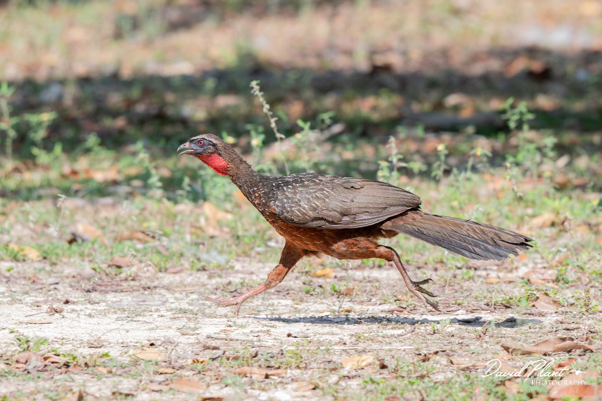 DPPhotography - Pantanal - Chestnut-bellied guan - I.jpg - Chestnut-bellied guan - Pantanal, Brazil