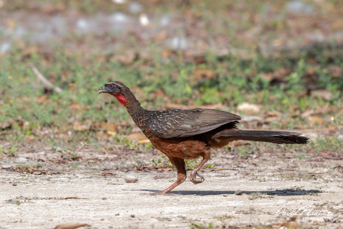DPPhotography - Pantanal - Chestnut-bellied guan - J.jpg - Chestnut-bellied guan - Pantanal, Brazil