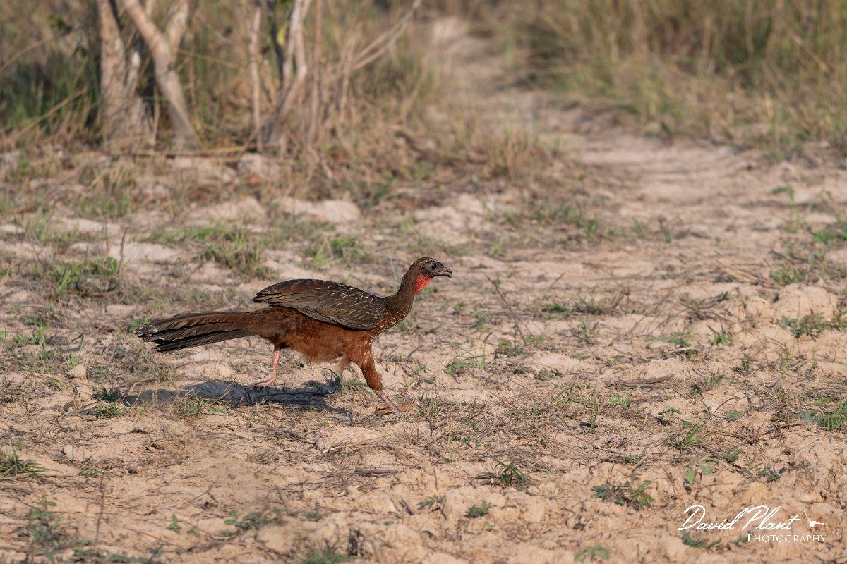 DPPhotography - Pantanal - Chestnut-bellied guan - L.jpg - Chestnut-bellied guan - Pantanal, Brazil