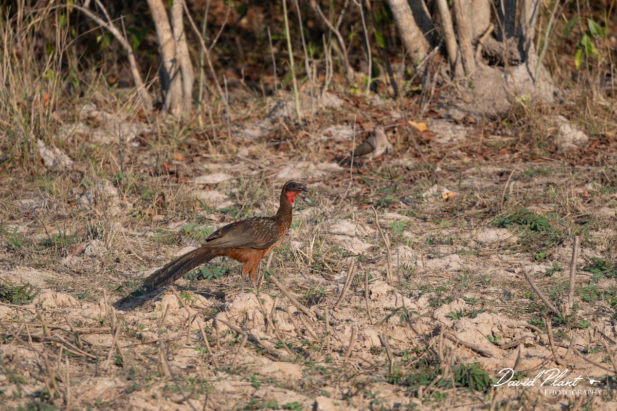DPPhotography - Pantanal - Chestnut-bellied guan - M.jpg - Chestnut-bellied guan - Pantanal, Brazil