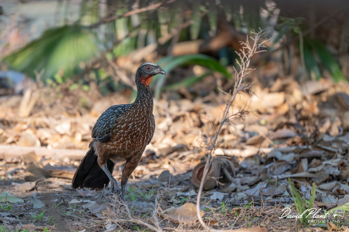 DPPhotography - Pantanal - Chestnut-bellied guan - N.jpg - Chestnut-bellied guan - Pantanal, Brazil