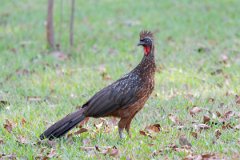DPPhotography - Pantanal - Chestnut-bellied guan - B