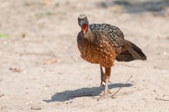 DPPhotography - Pantanal - Chestnut-bellied guan - D