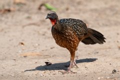 DPPhotography - Pantanal - Chestnut-bellied guan - E