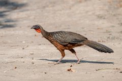 DPPhotography - Pantanal - Chestnut-bellied guan - G