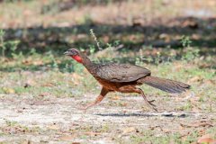 DPPhotography - Pantanal - Chestnut-bellied guan - I