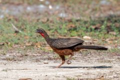 DPPhotography - Pantanal - Chestnut-bellied guan - J