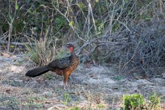 DPPhotography - Pantanal - Chestnut-bellied guan - K