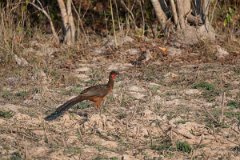 DPPhotography - Pantanal - Chestnut-bellied guan - M