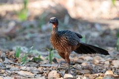 DPPhotography - Pantanal - Chestnut-bellied guan - O