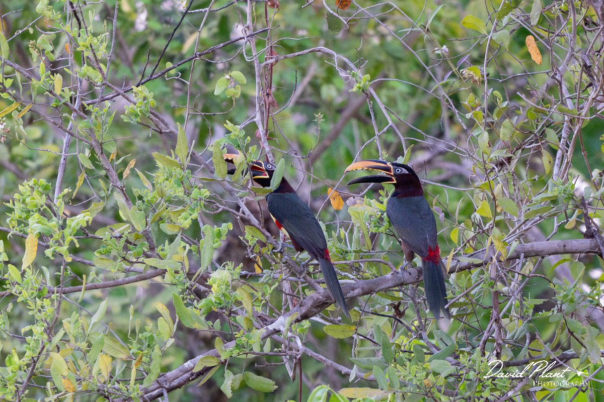 DPPhotography - Pantanal - Chestnut-bellied aracari - A.jpg - Chestnut-eared aracari - Pantanal, Brazil