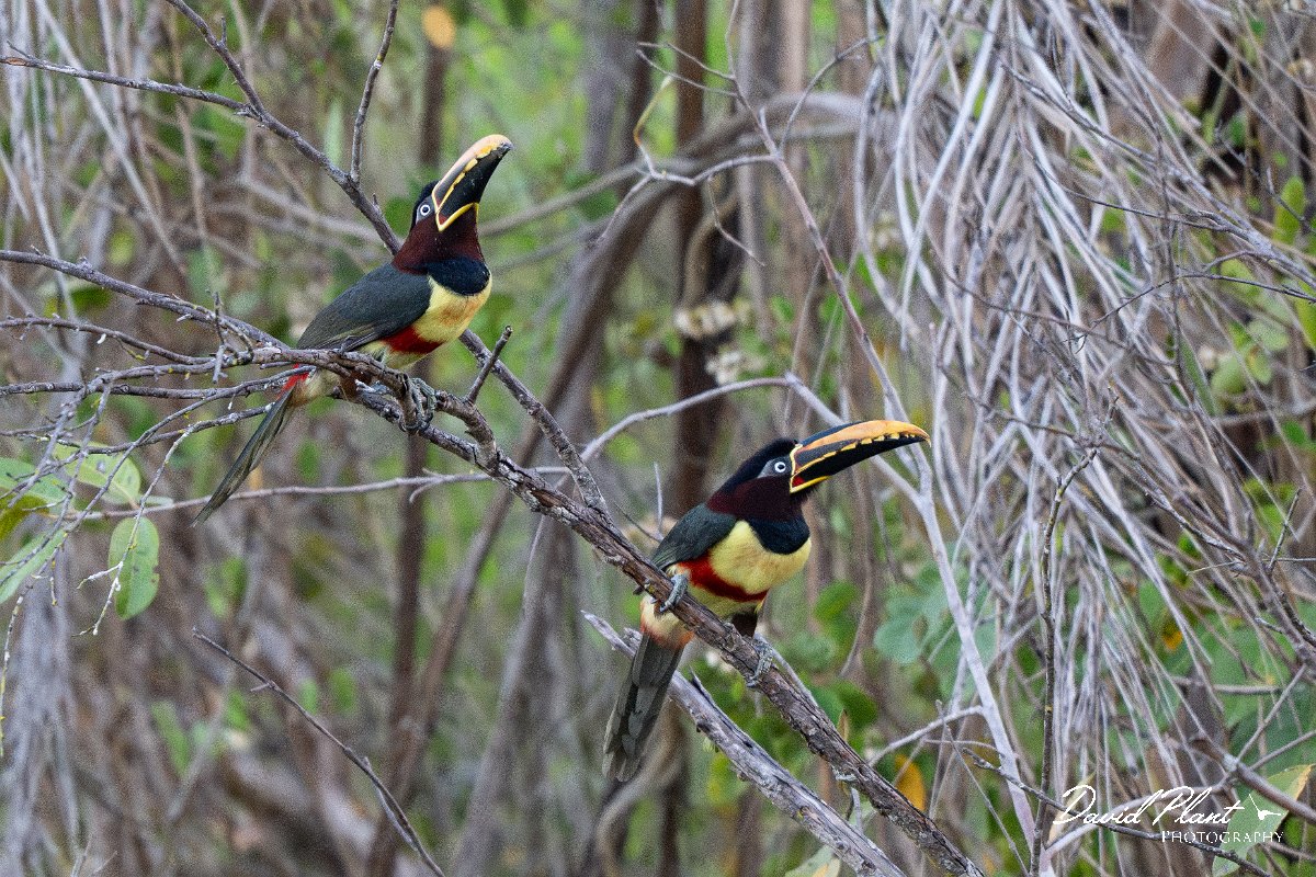 DPPhotography - Pantanal - Chestnut-bellied aracari - C.jpg - Chestnut-eared aracari - Pantanal, Brazil