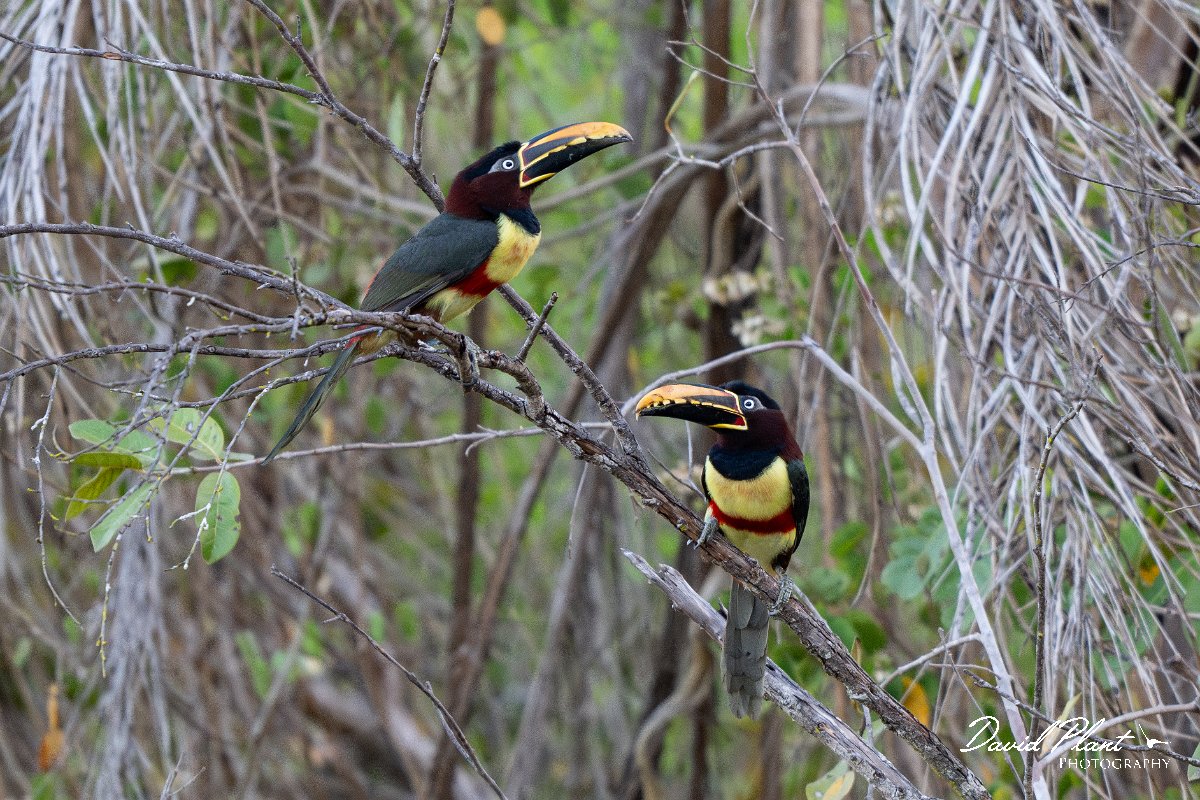 DPPhotography - Pantanal - Chestnut-bellied aracari - D.jpg - Chestnut-eared aracari - Pantanal, Brazil