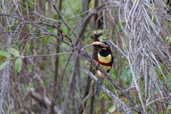 DPPhotography - Pantanal - Chestnut-bellied aracari - B
