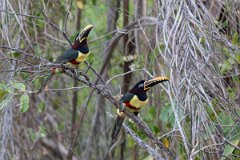 DPPhotography - Pantanal - Chestnut-bellied aracari - C