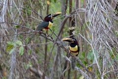 DPPhotography - Pantanal - Chestnut-bellied aracari - D