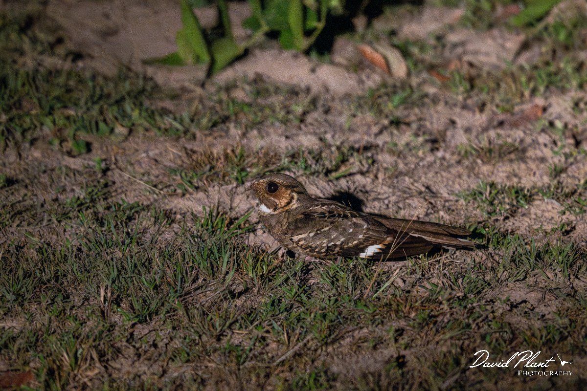 DPPhotography - Pantanal - Common pauraque - A.jpg - Common pauraque - Pantanal, Brazil